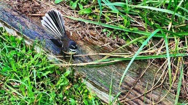 Fantail on a piece of wood, with tail spread. 