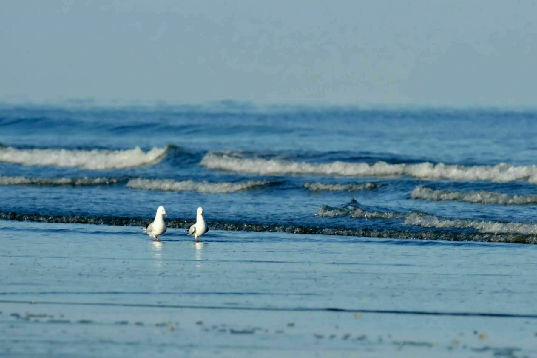 Two gulls seeming to chat as they walk by the sea. 