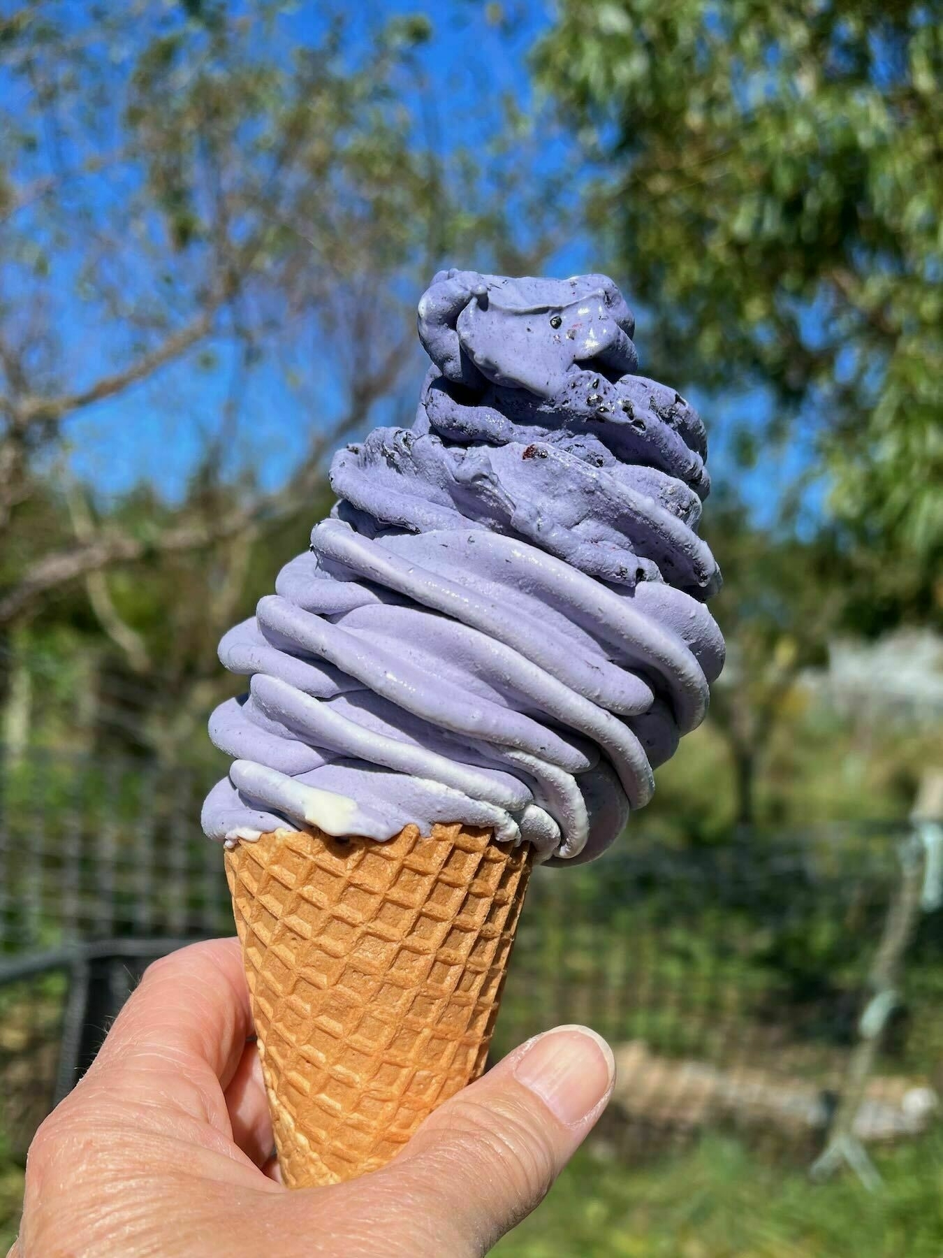 Blackberry icecream in a cone, held in a hand. 