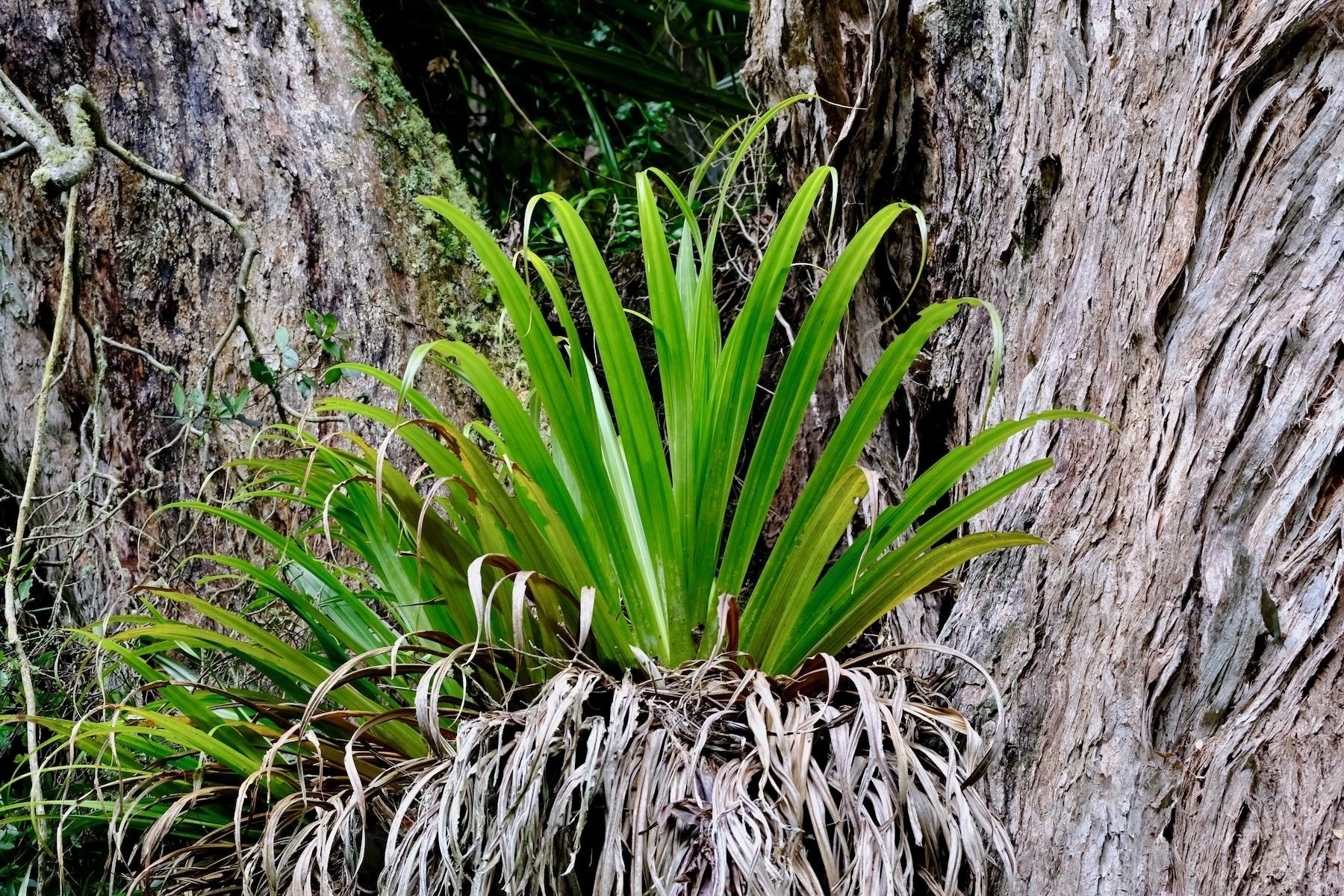 Detail of a plant growing on the tree. 