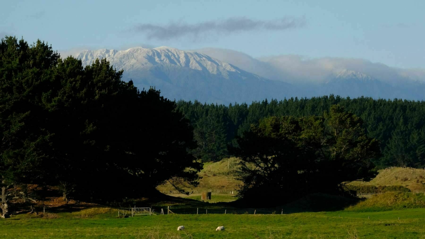 Lightly snow topped mountain seen across a green paddock with two sheep. 