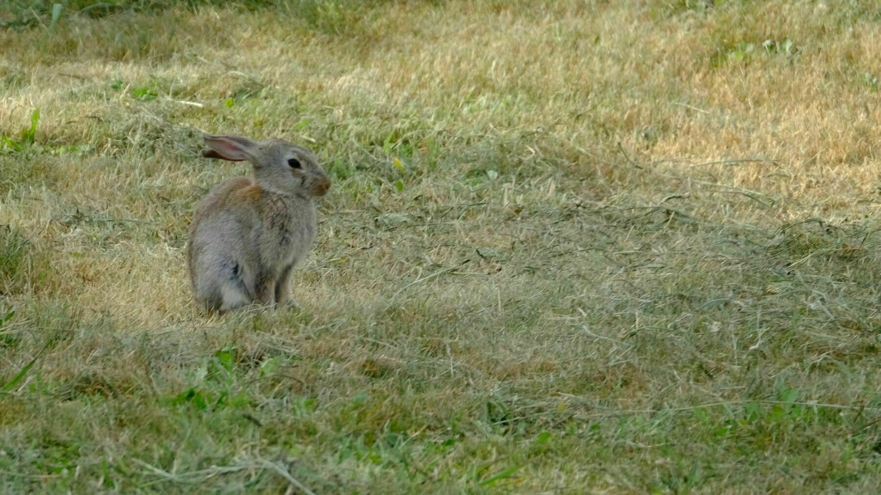 Rabbit on the grass. 