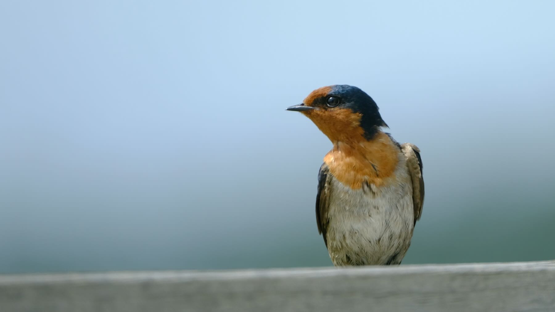 Swallow with head turned to the left. 