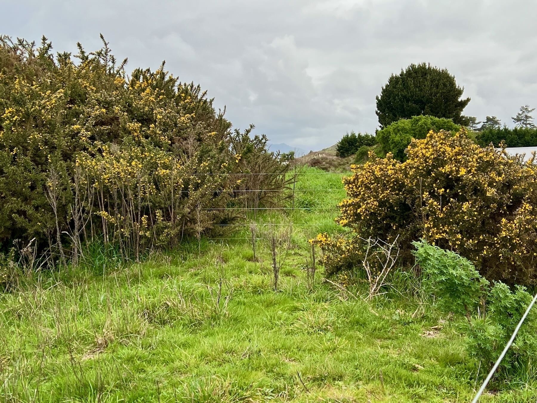 Gorse bushes in bloom. 