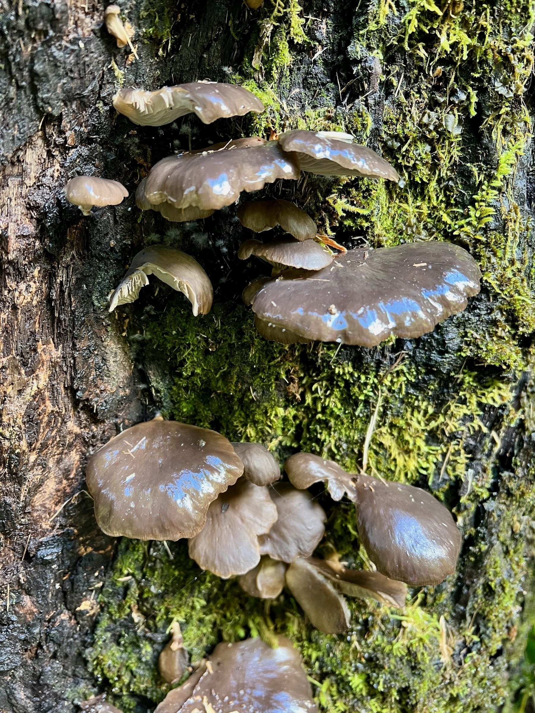 Many slimy seeming greyish brown fungi on a tree trunk — top view. 