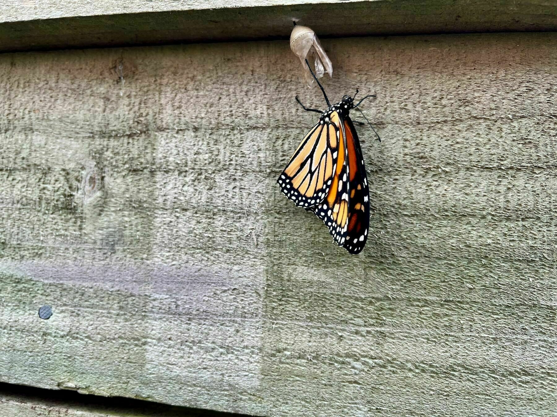 Chrysalis and newly emerged Monarch butterfly. 