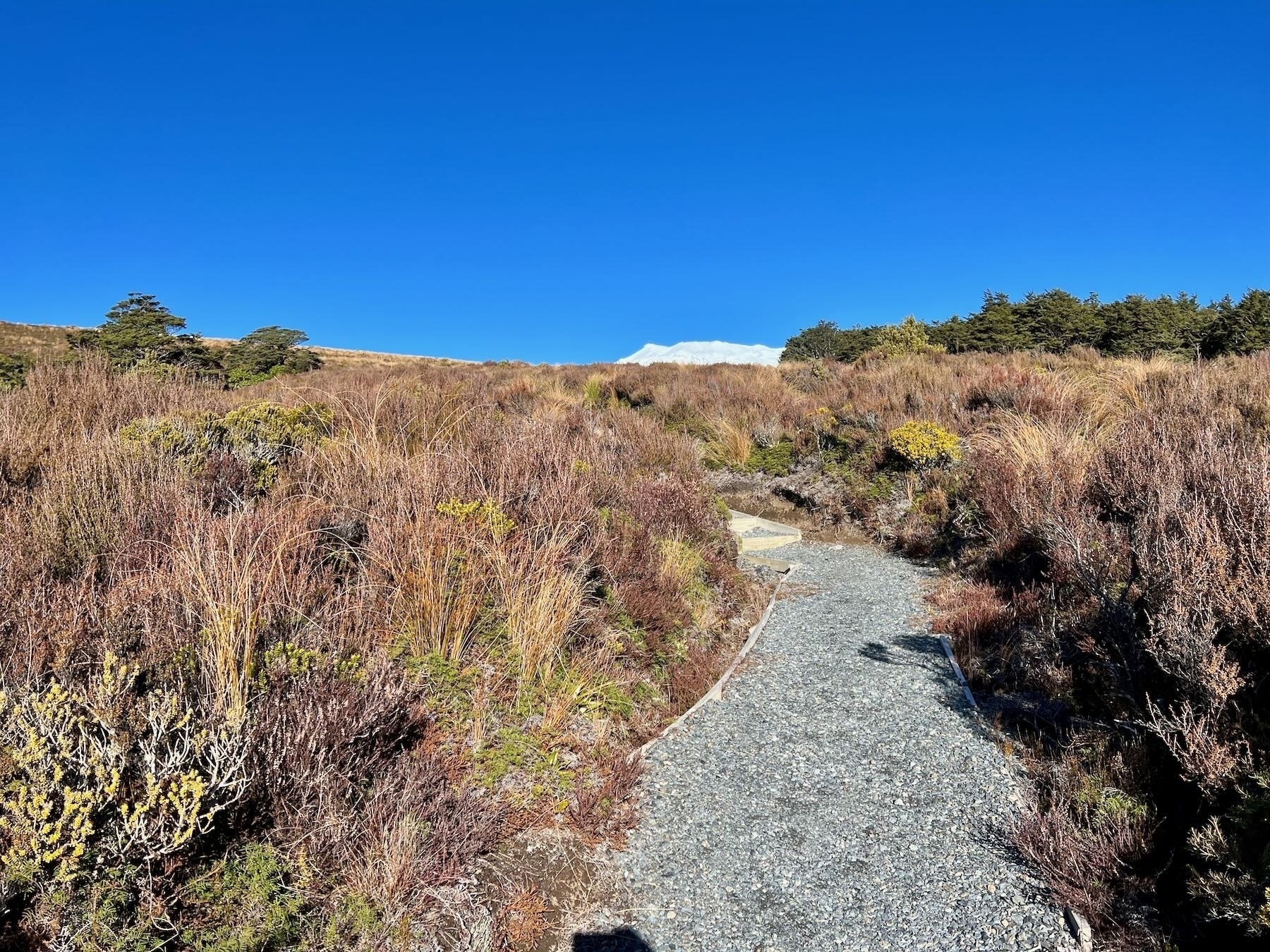 Ridge Track  goes through alpine scrube with the snowy top of Mt Ruapehu in the background. 