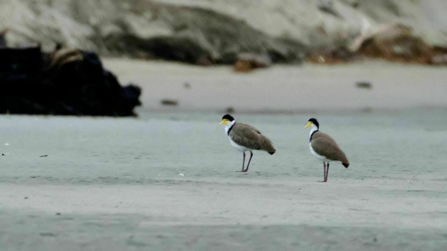Two medium size birds on the beach. They have brown backs, white underparts, black caps and yellow bills.  