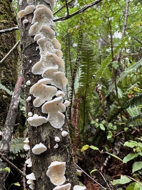 White fungi on a tree trunk. 