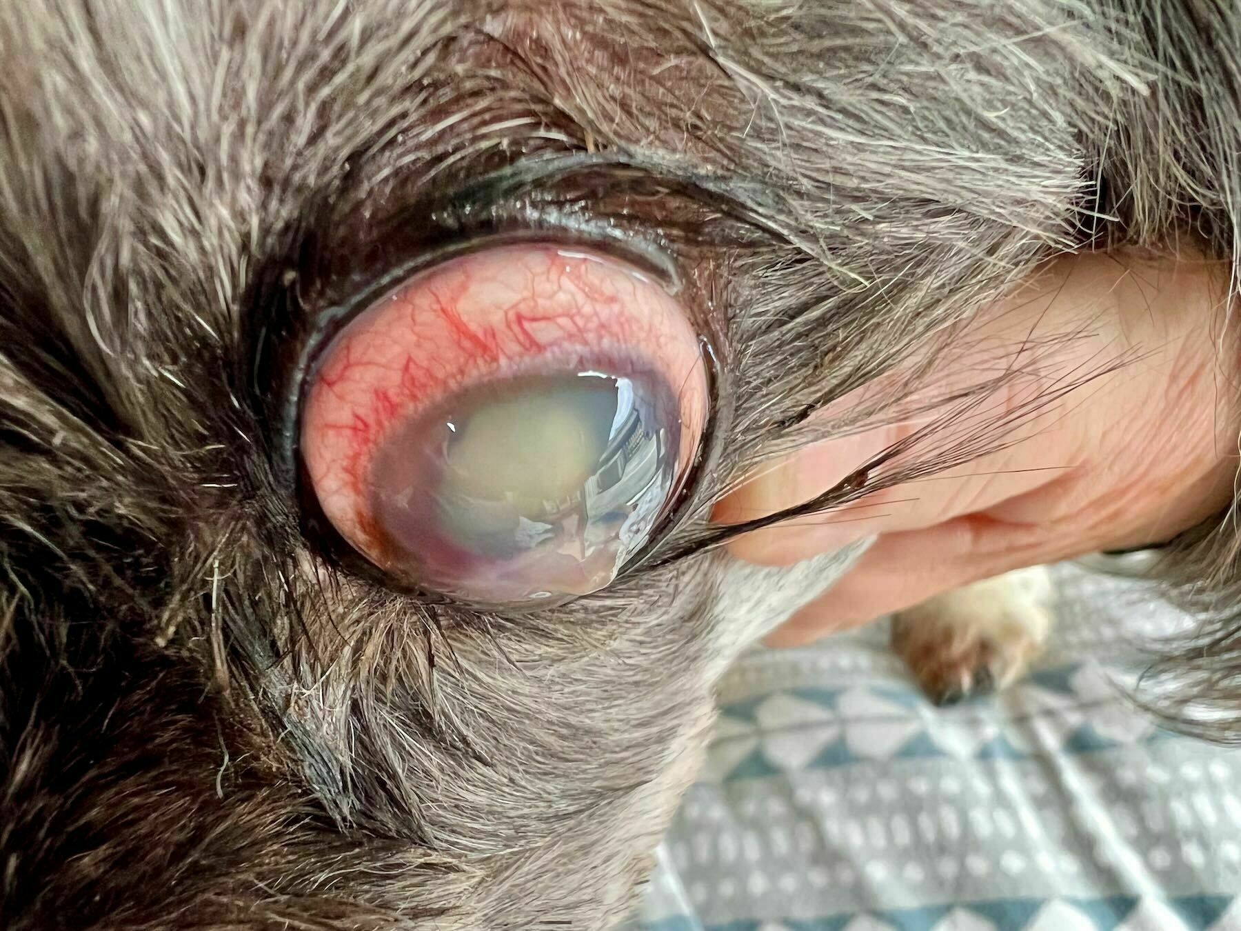 Prominent blister on dog eyeball. 