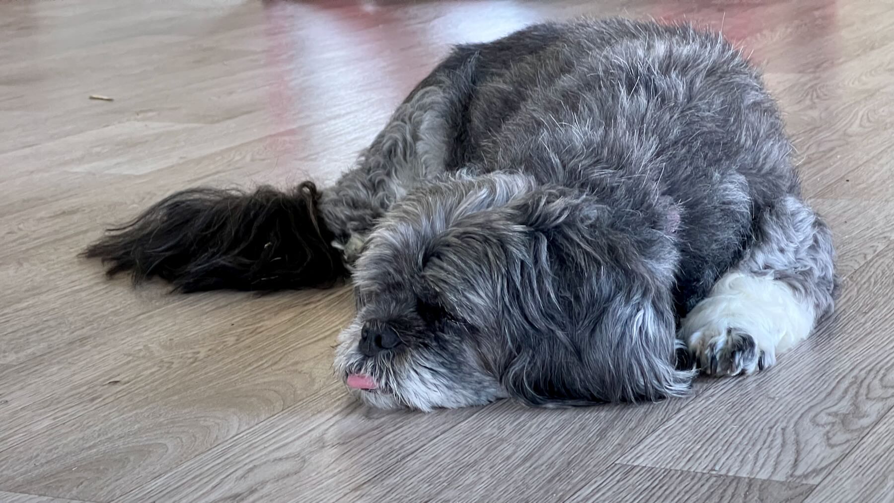 Small dog lying on the floor with tongue out. 
