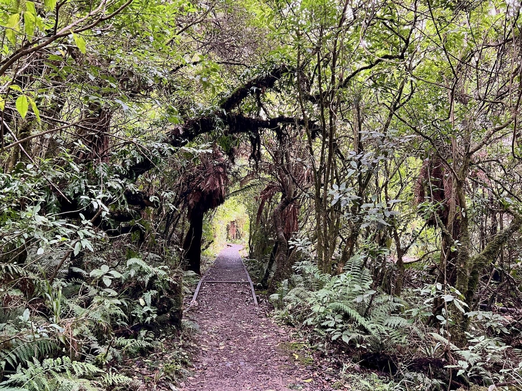 Rimu Walk — another typical part of the easy track amongst trees. 