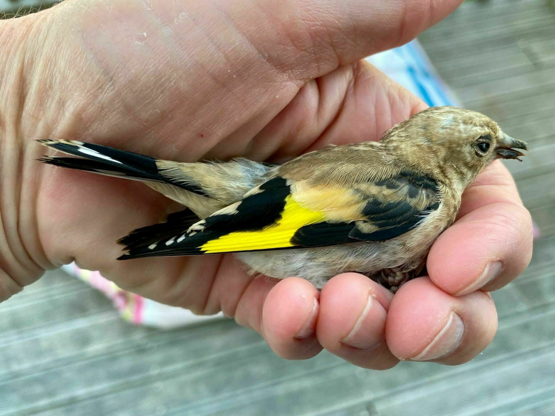 SMall bird with bright yellow wing bar in palm of hand. 