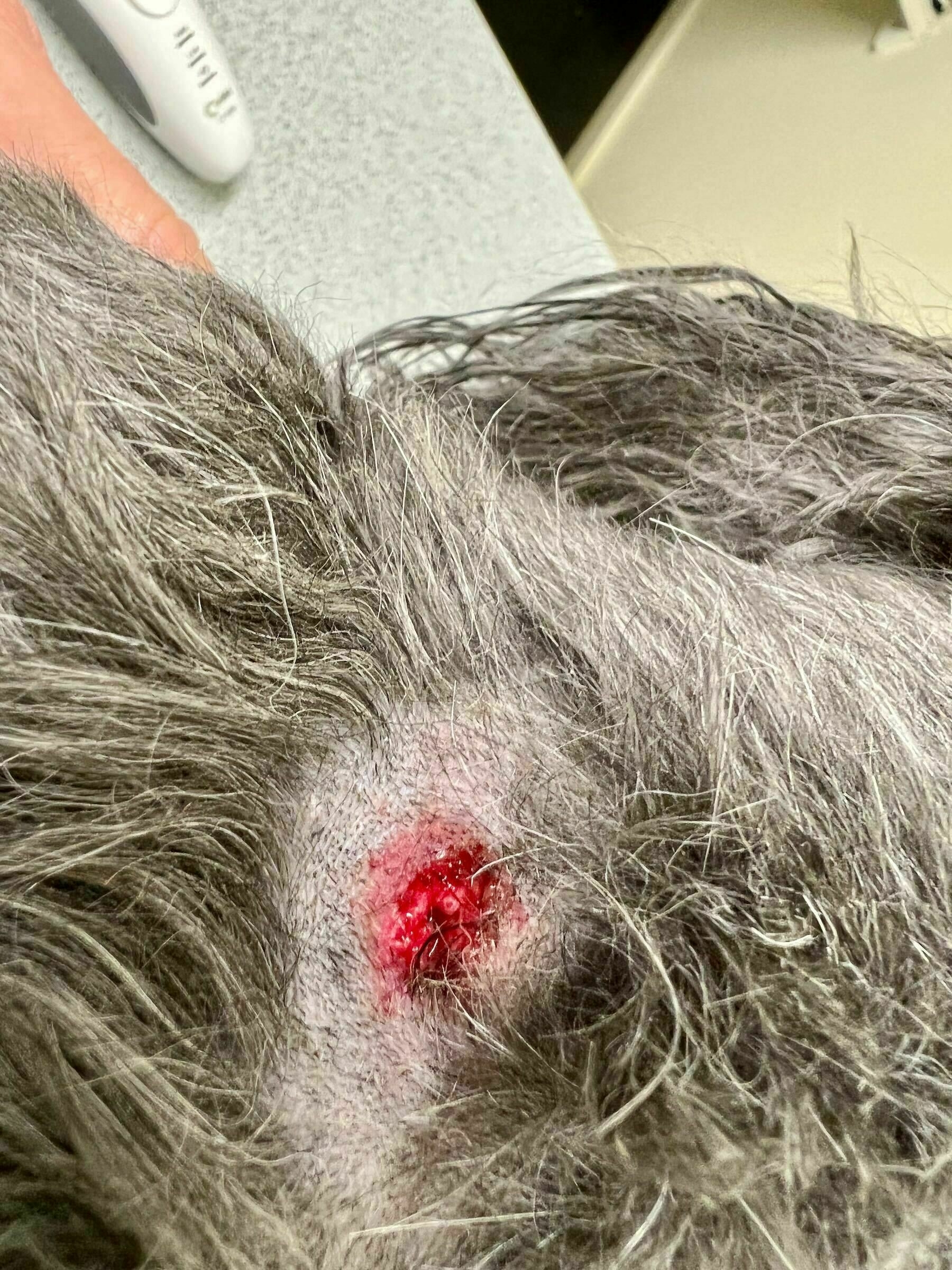 Small open wound on a dog's neck. 