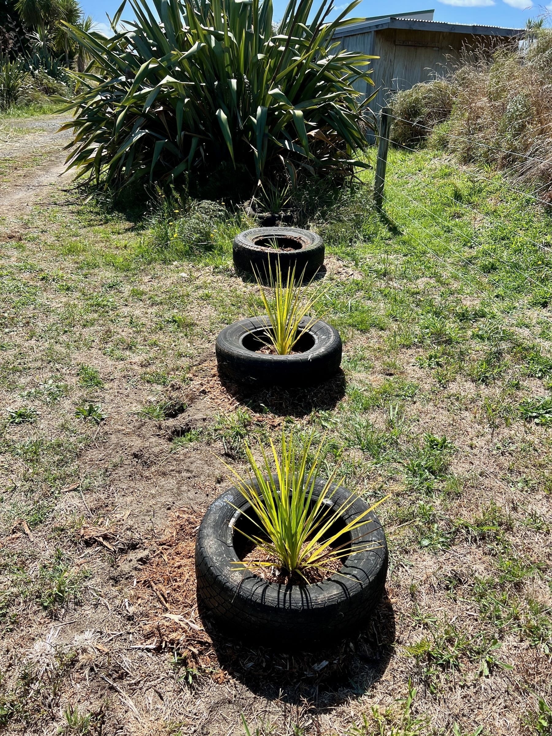 2 small cabbage trees.