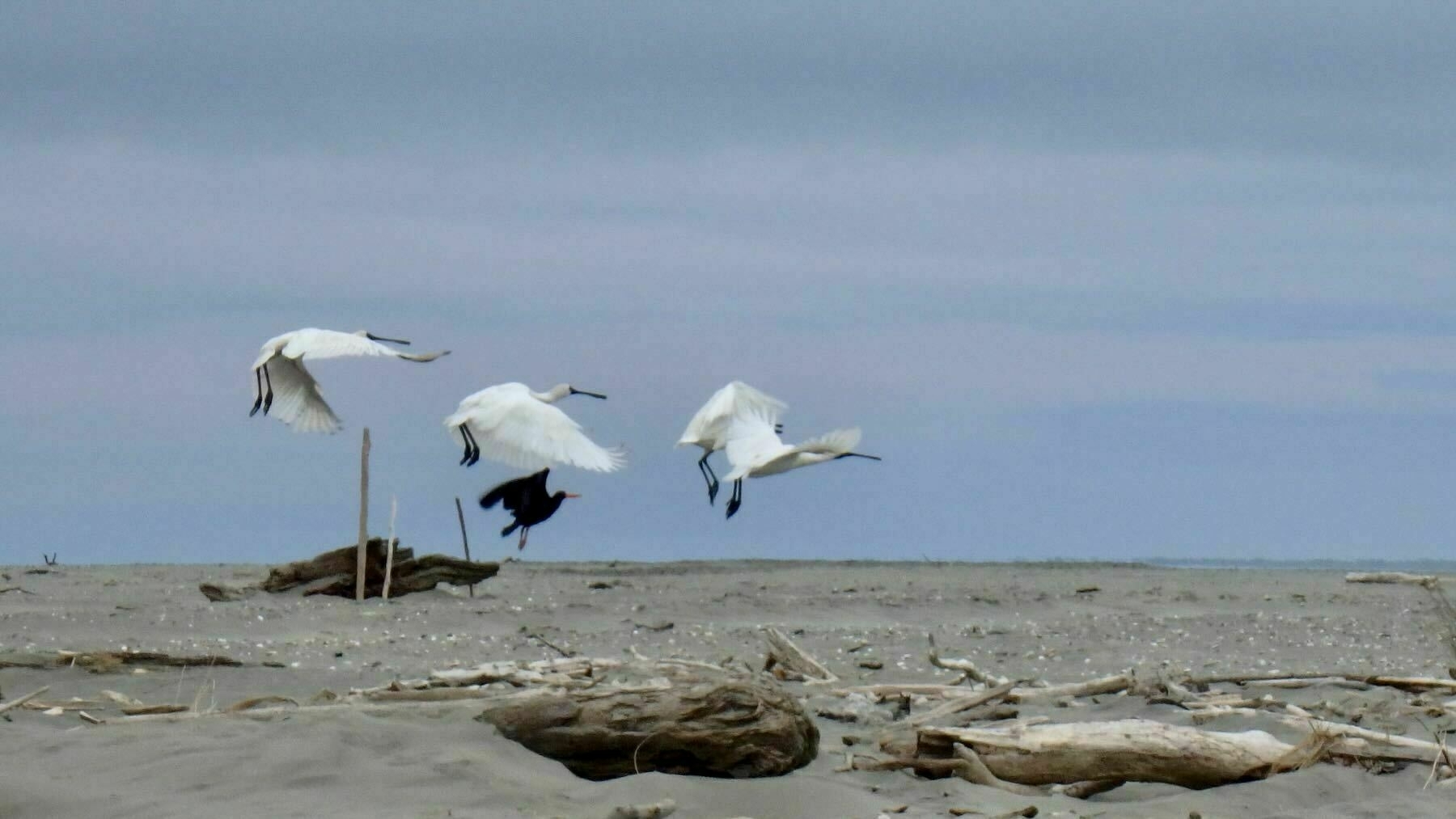 4 large white birds and a small black bird in flight just above the sand. 