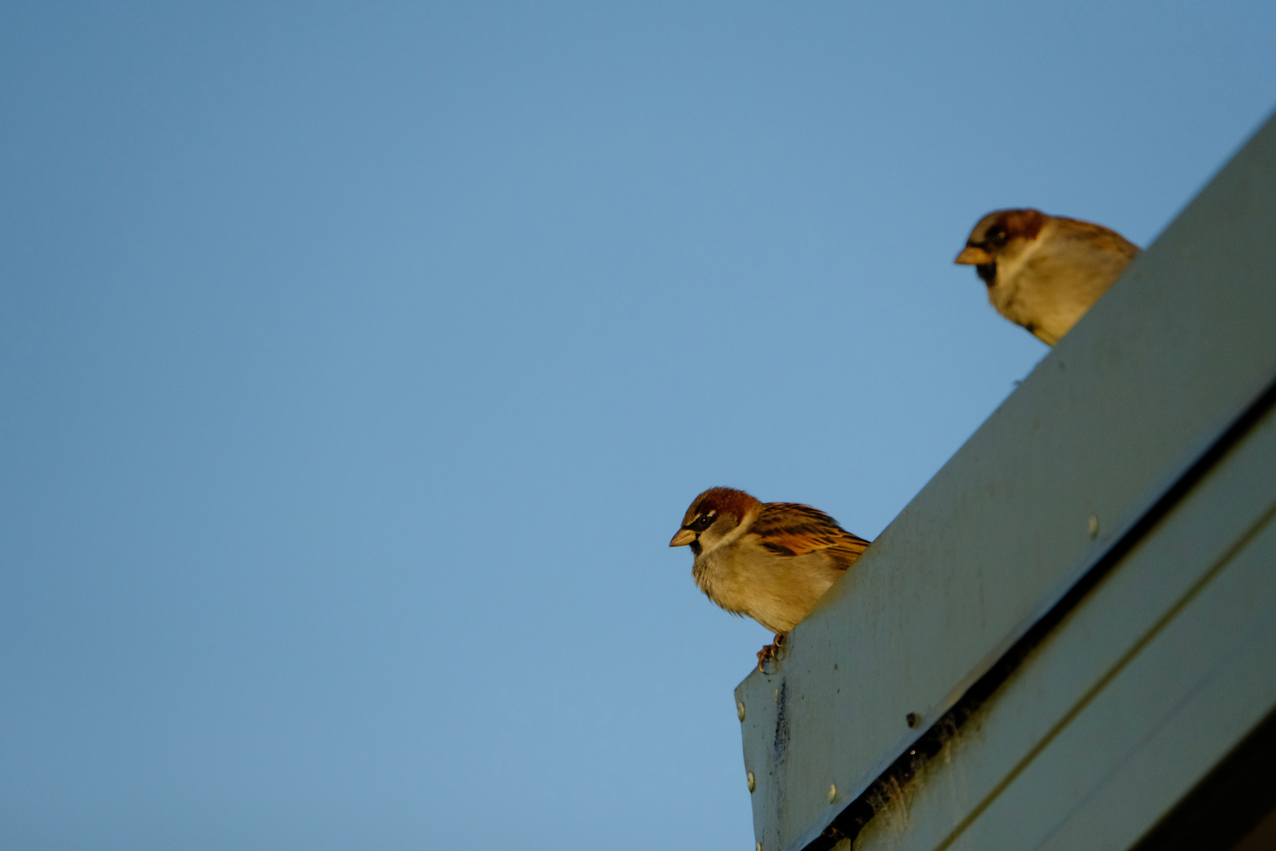 Two sparrows on the edge of a roof, with blue sky behind. 