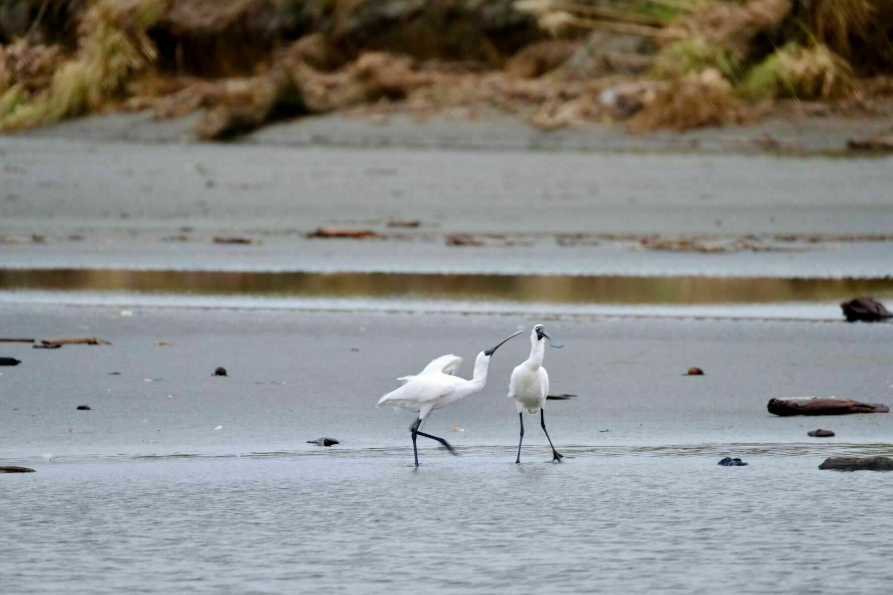Two Spoonbills, in shallow water. A juvenile flaps its wings towards an adult, while pointing its beak at the adult's head. 