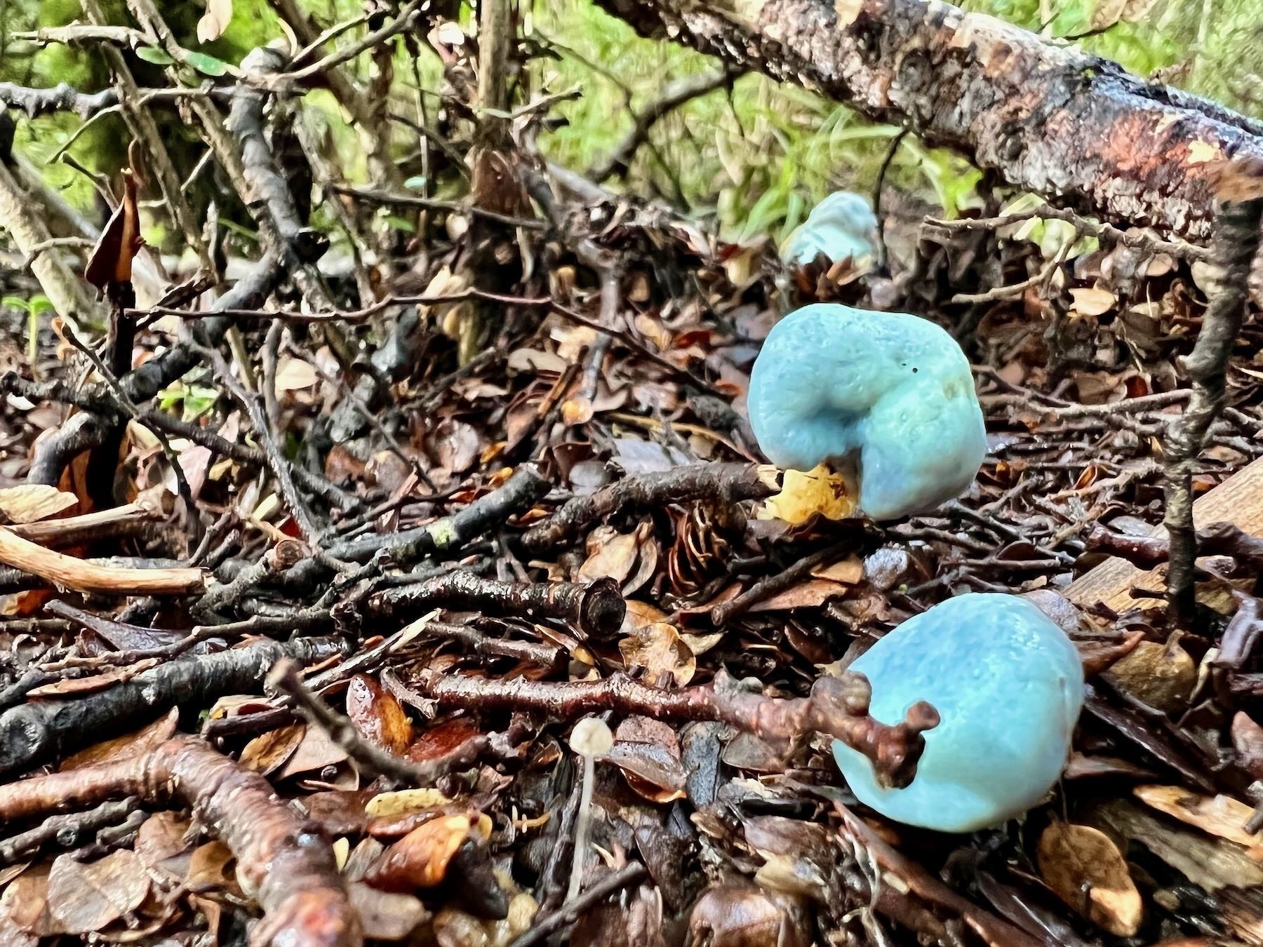 Three bulbous blue fungi and a tiny longstemmed transparent fungus on leaf litter. 