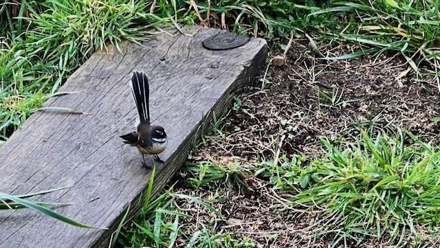 Fantail on a piece of wood, with tail closed. 