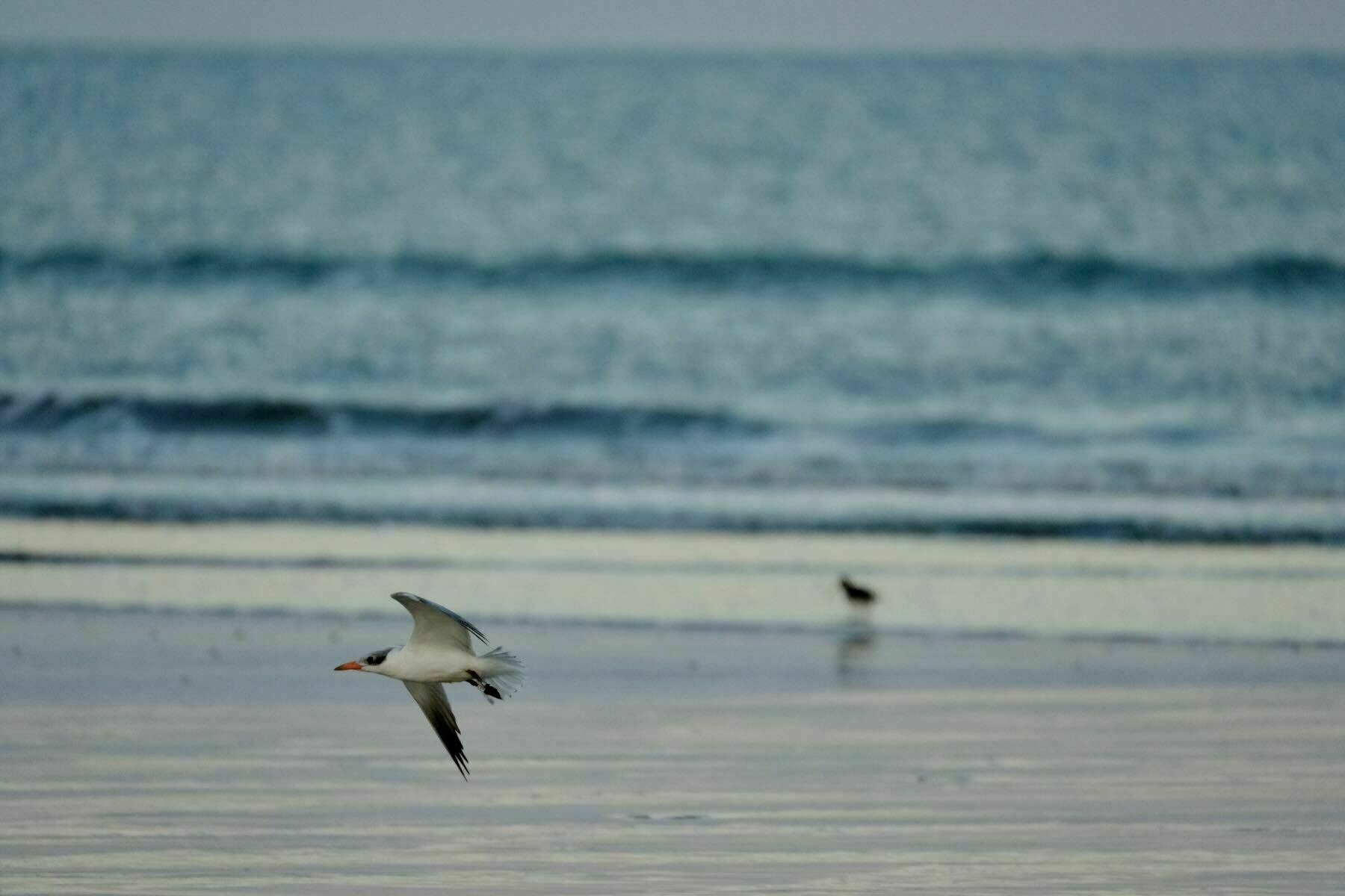 Taranui Caspian tern in flight. 