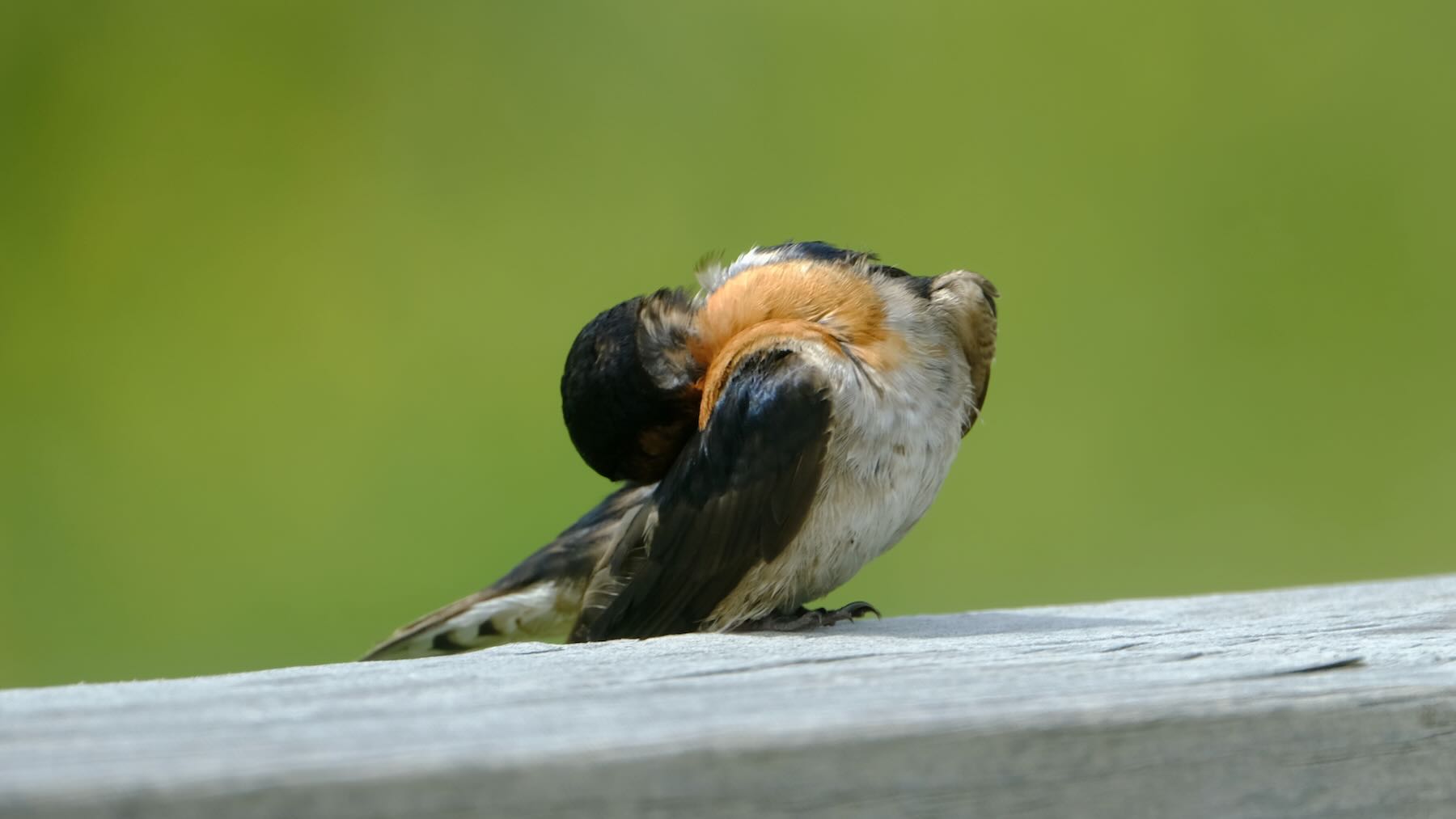 Swallow preening the feathers on its lower back. 