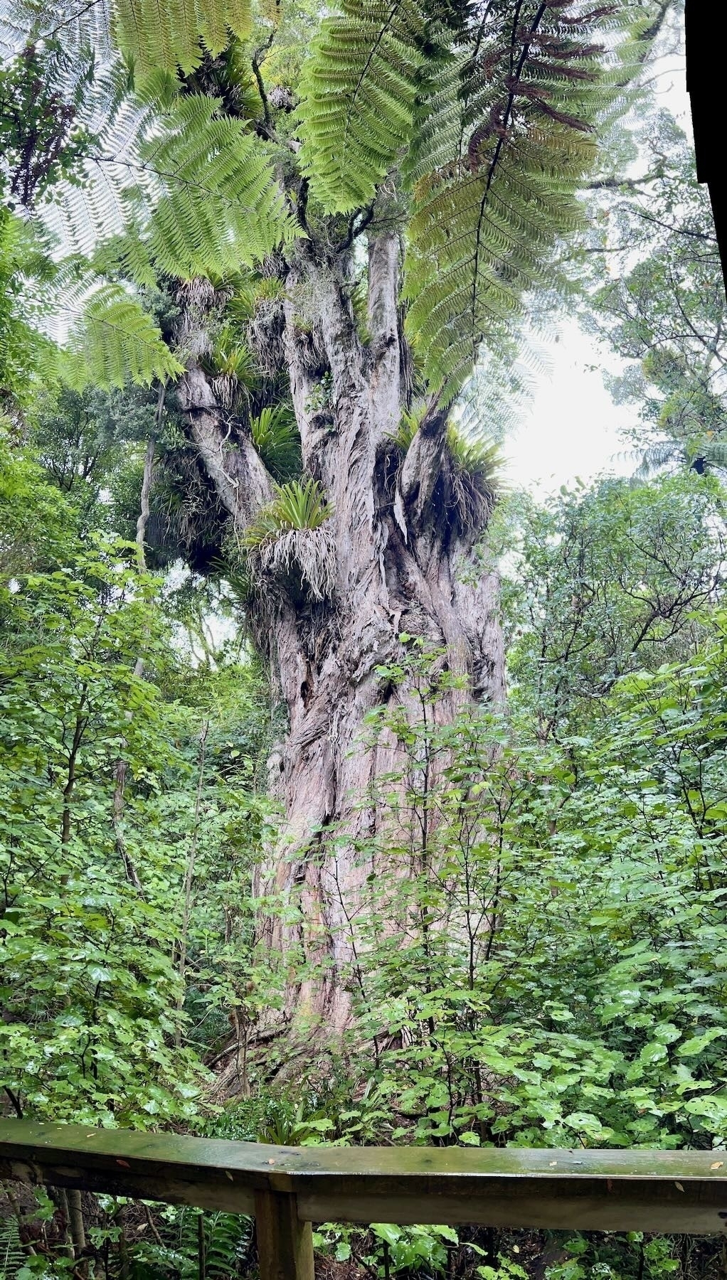 Huge Northern Rātā at Bushy Park. 