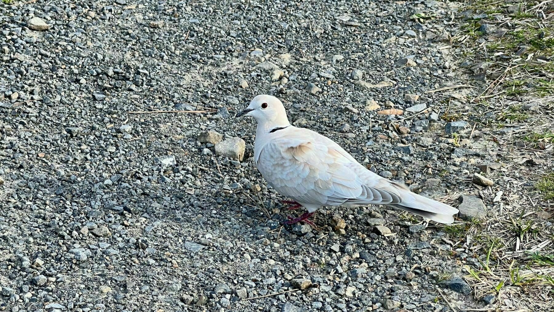 Ring necked dove on a shingle lane. 