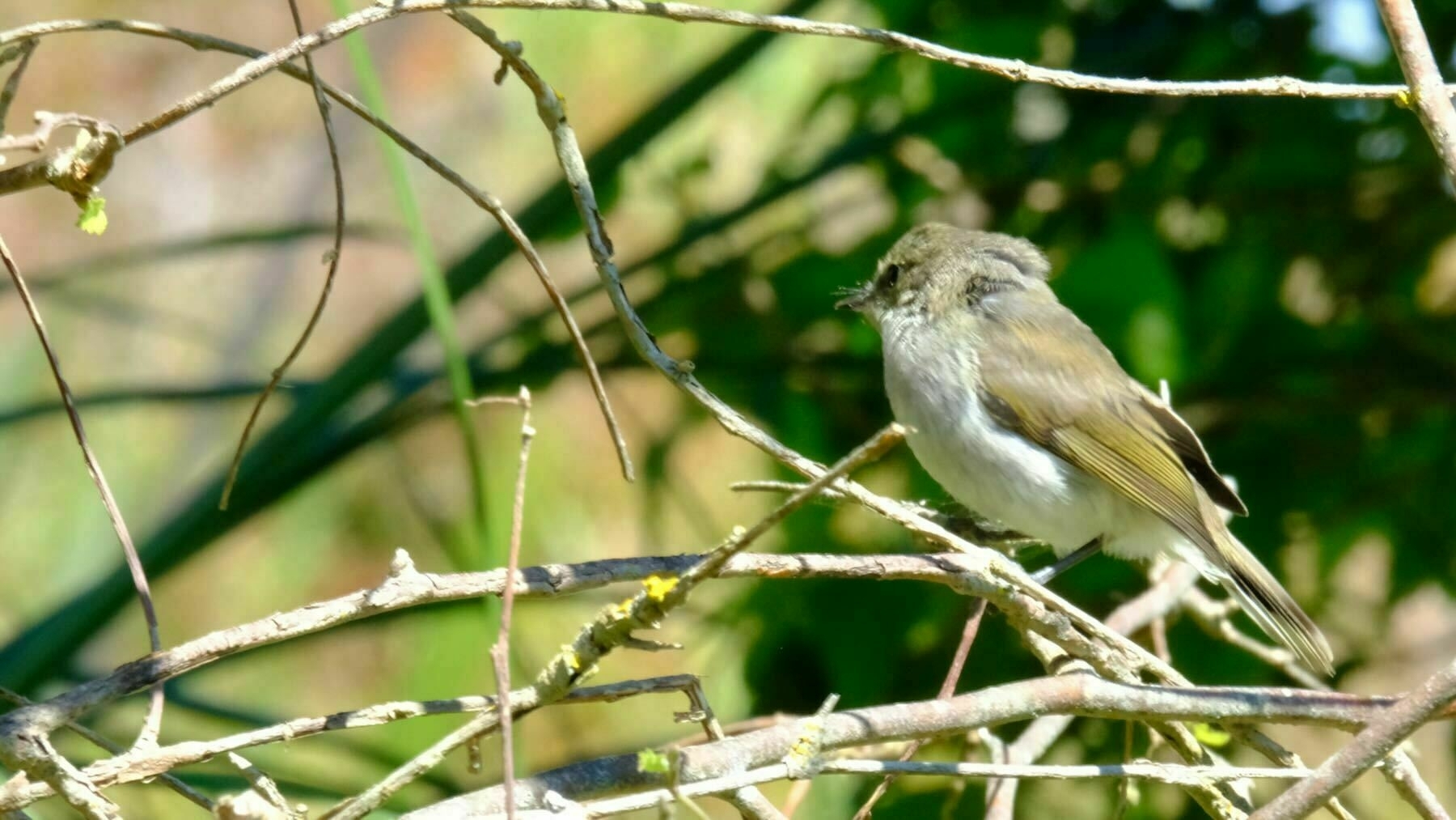 Small bird on a branch. 