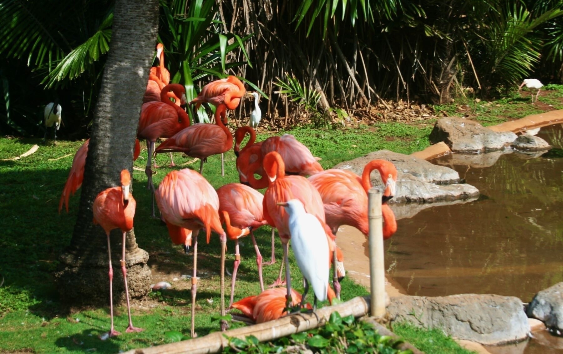 Pink flamingos at Honolulu Zoo. 