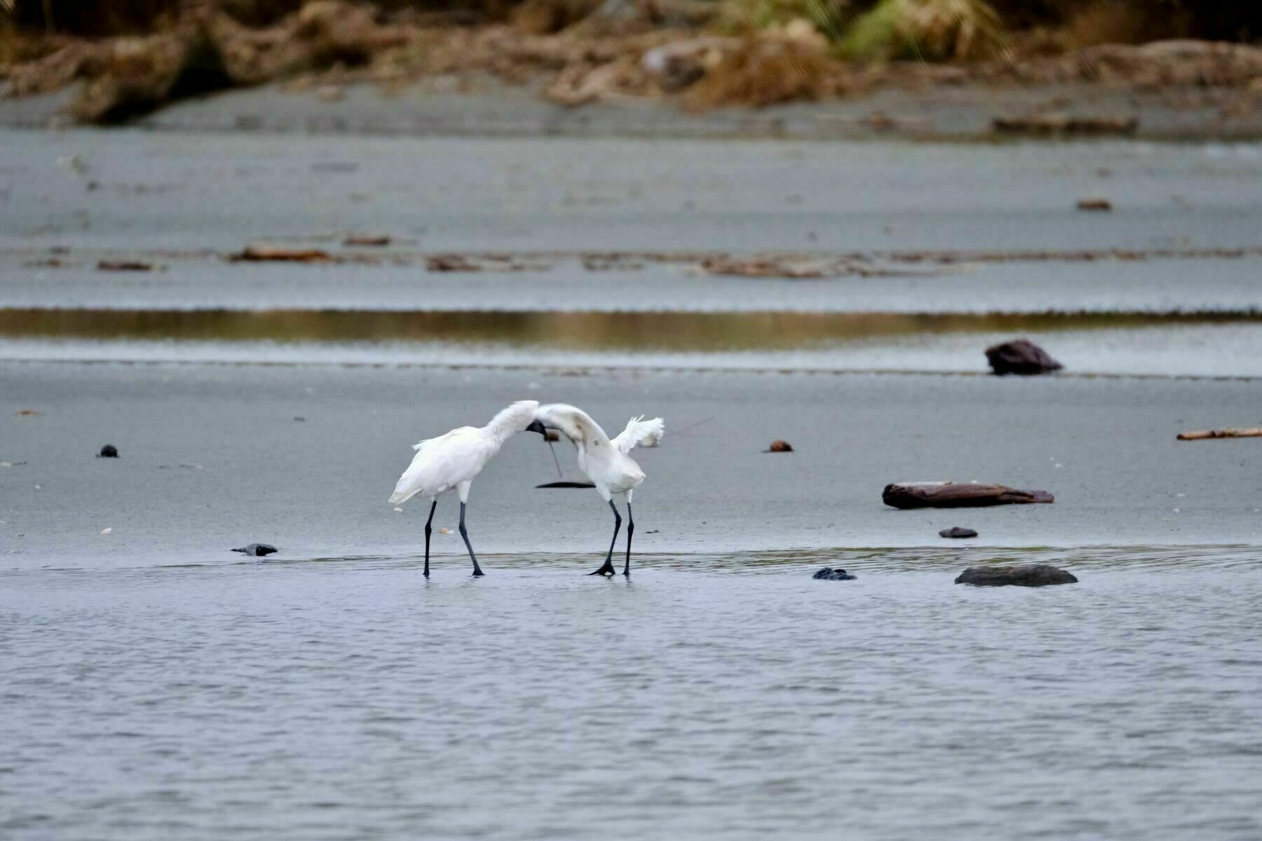 The adult spoonbill has its head by the juvenile. 