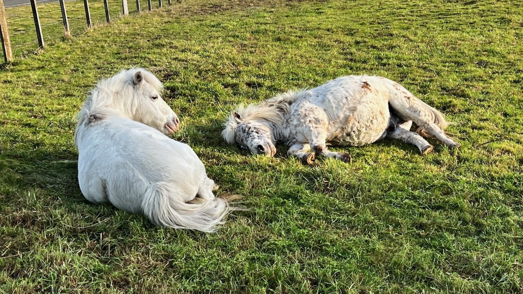 Two white Miniature horses lying down and napping in a paddock. 