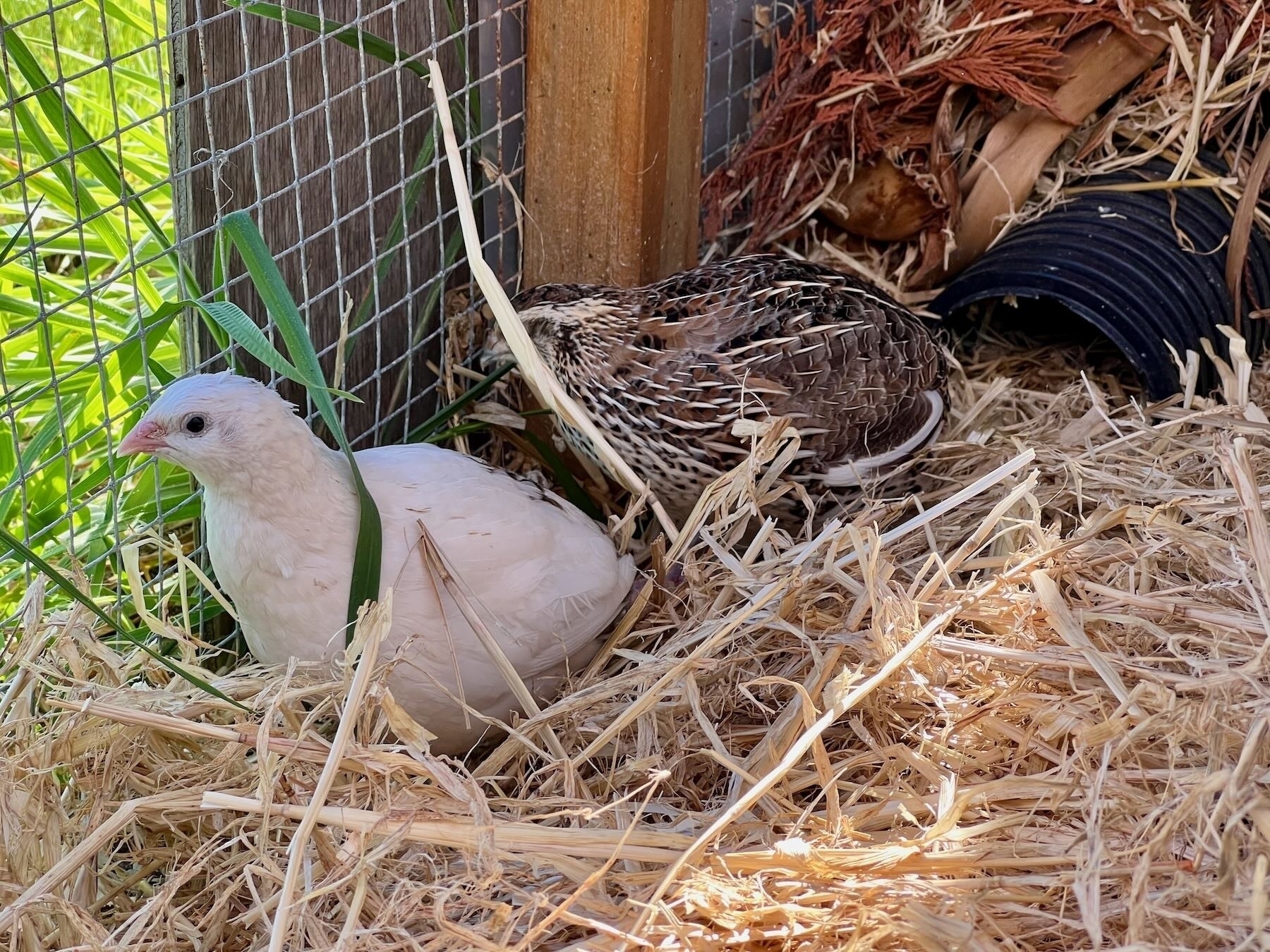 One white and one stripy quail in their run. 