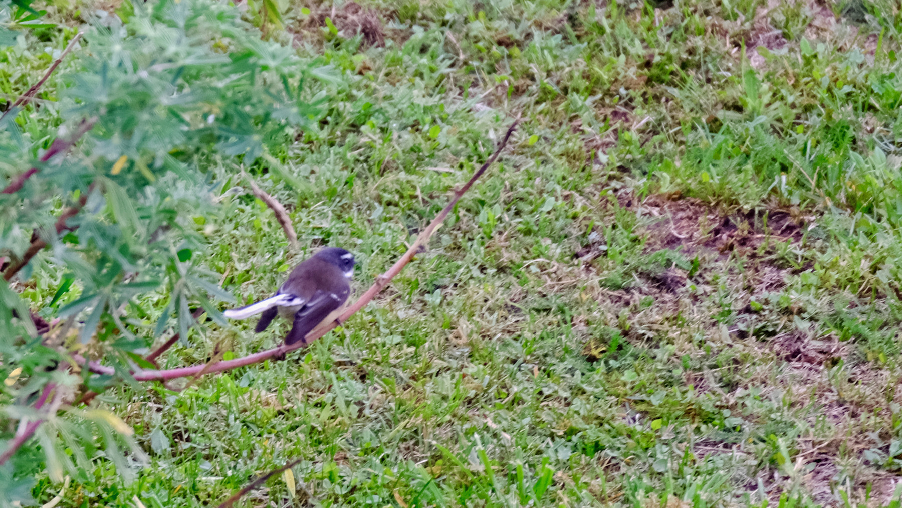 Small bird with fan-shaped tail, sitting on a twig. 