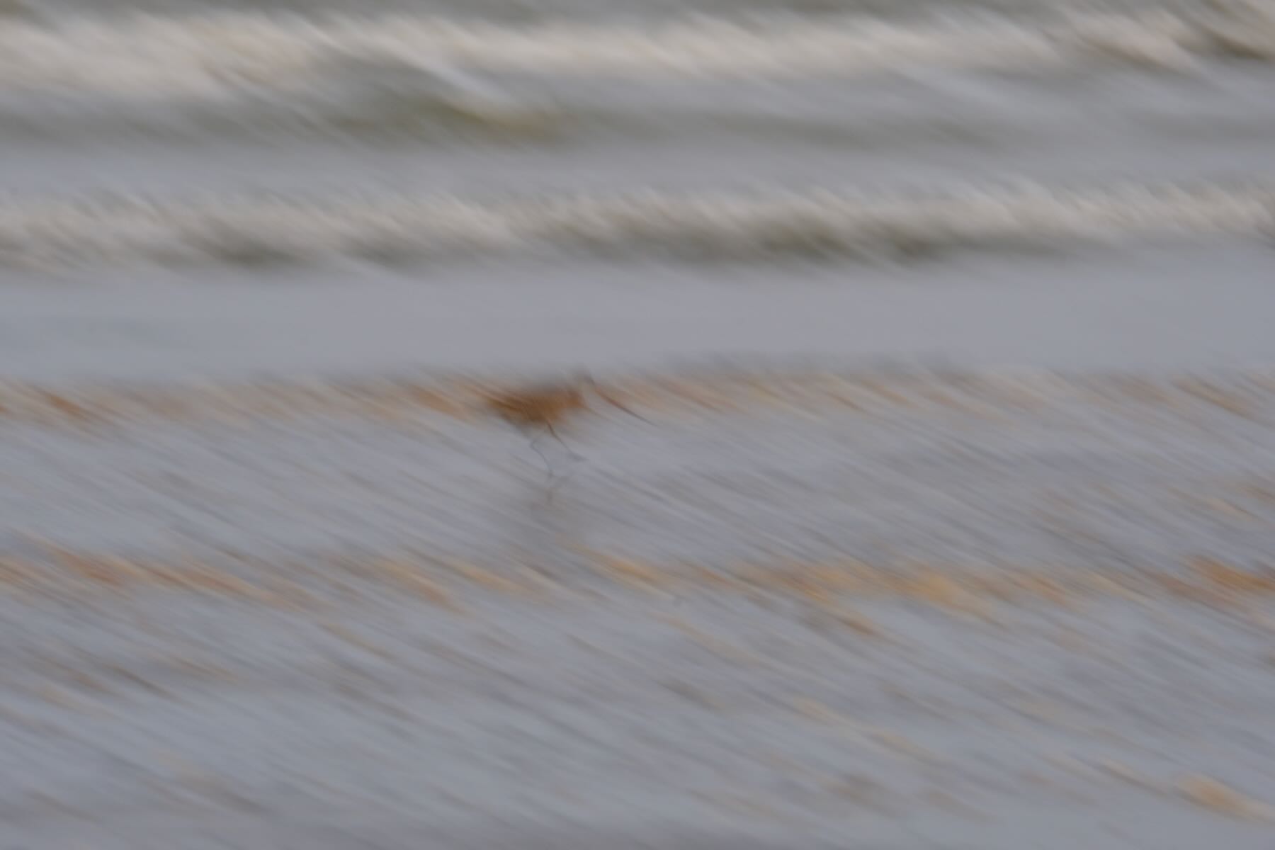 Blurry mess that was supposed to be a Godwit on the beach with waves in the background. 