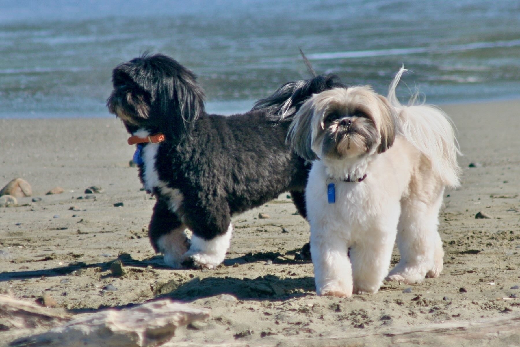 Sasha and Oshi looking fabulous on the beach 25 September 2008. 