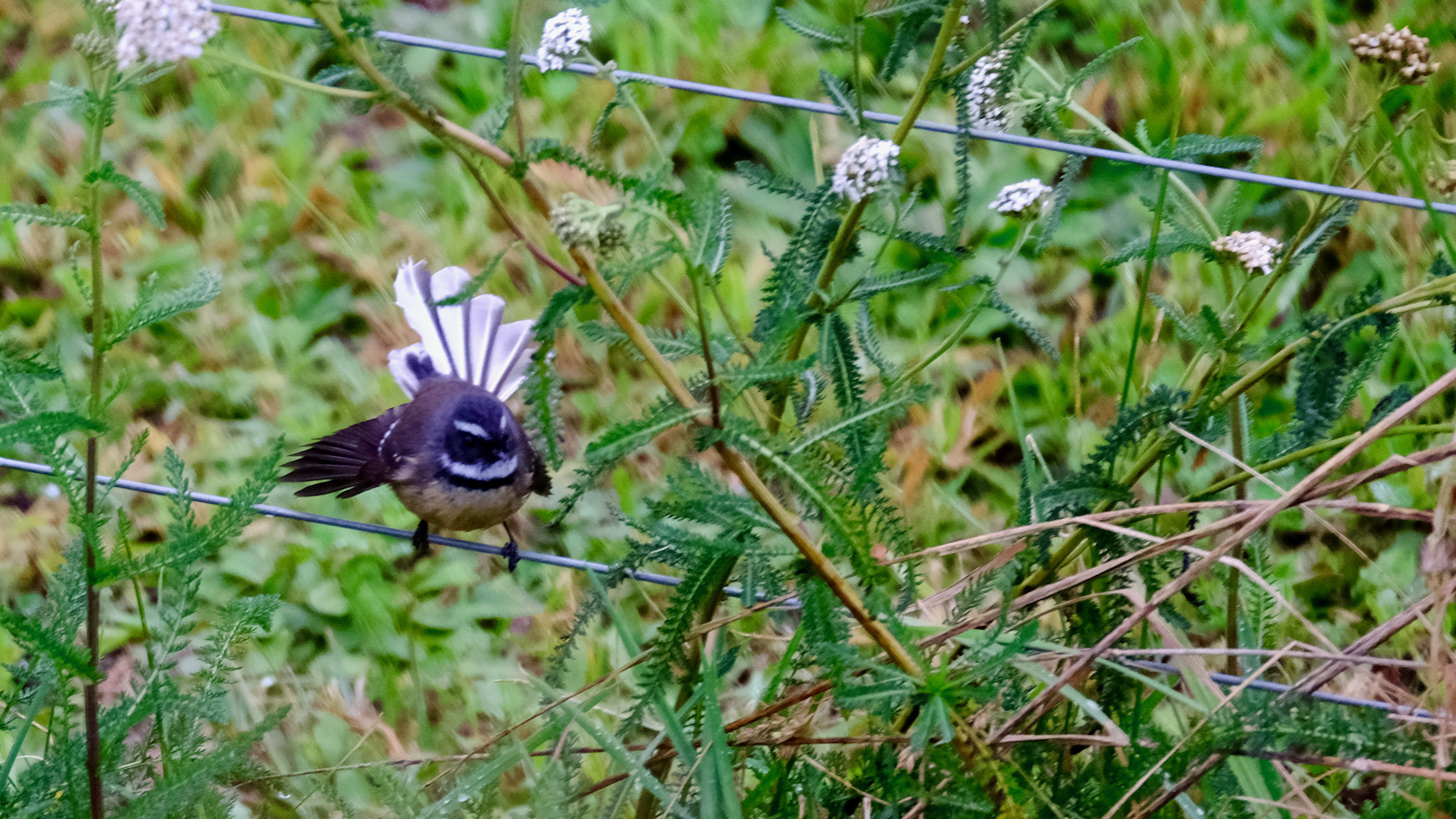 Small bird with fan-shaped tail, sitting on a fence wire. 