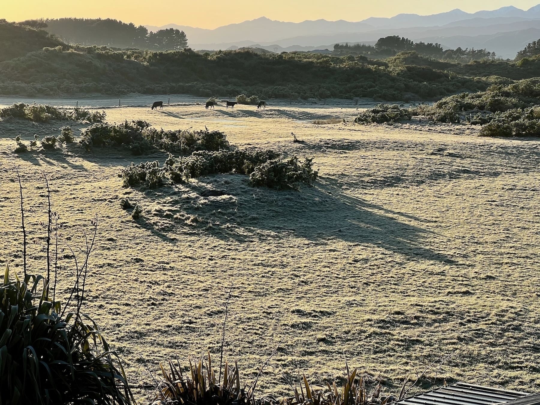 Very frosty paddock with cows and mountains in the distance. 