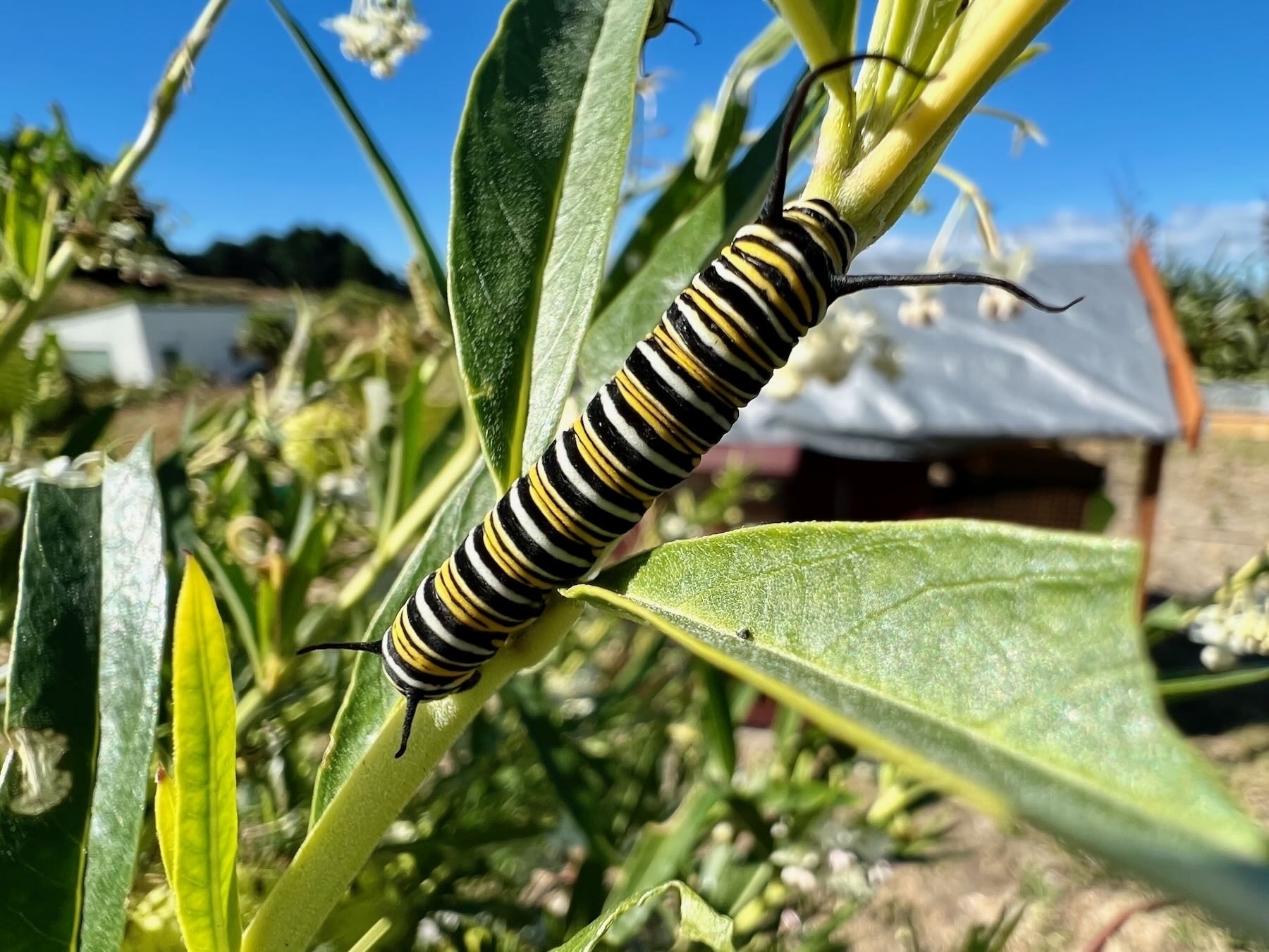 Big fat Monarch caterpillar. 
