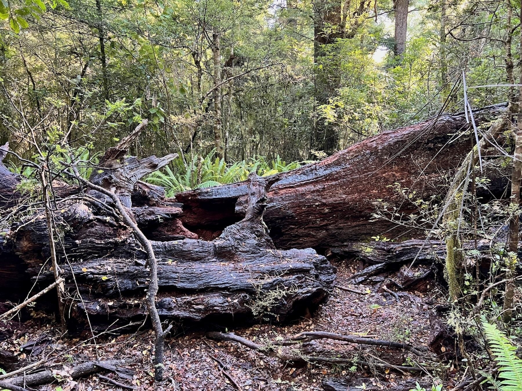 At Lake Rotokura a fallen log a metre plus in diameter. 