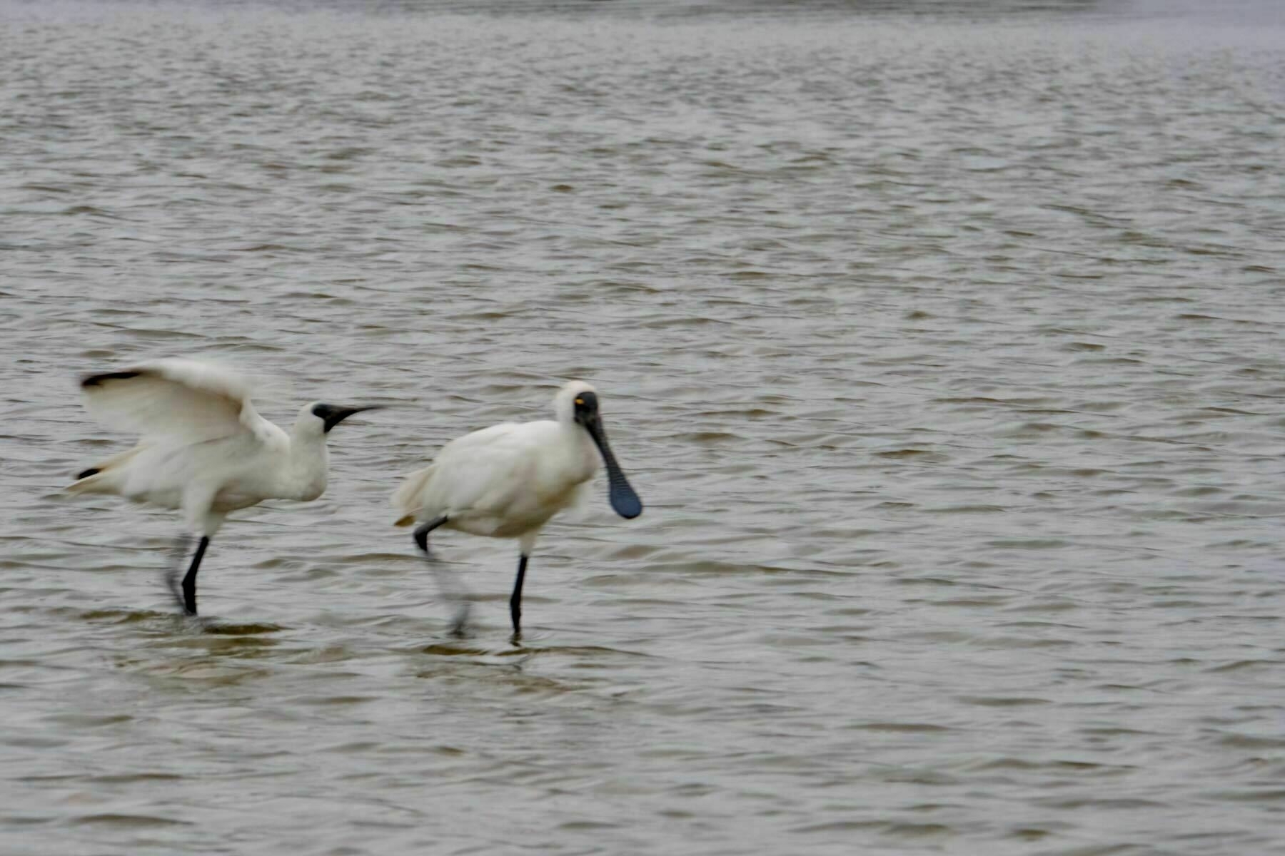 Two Spoonbills, in shallow water. A juvenile flaps its wings towards an adult. 