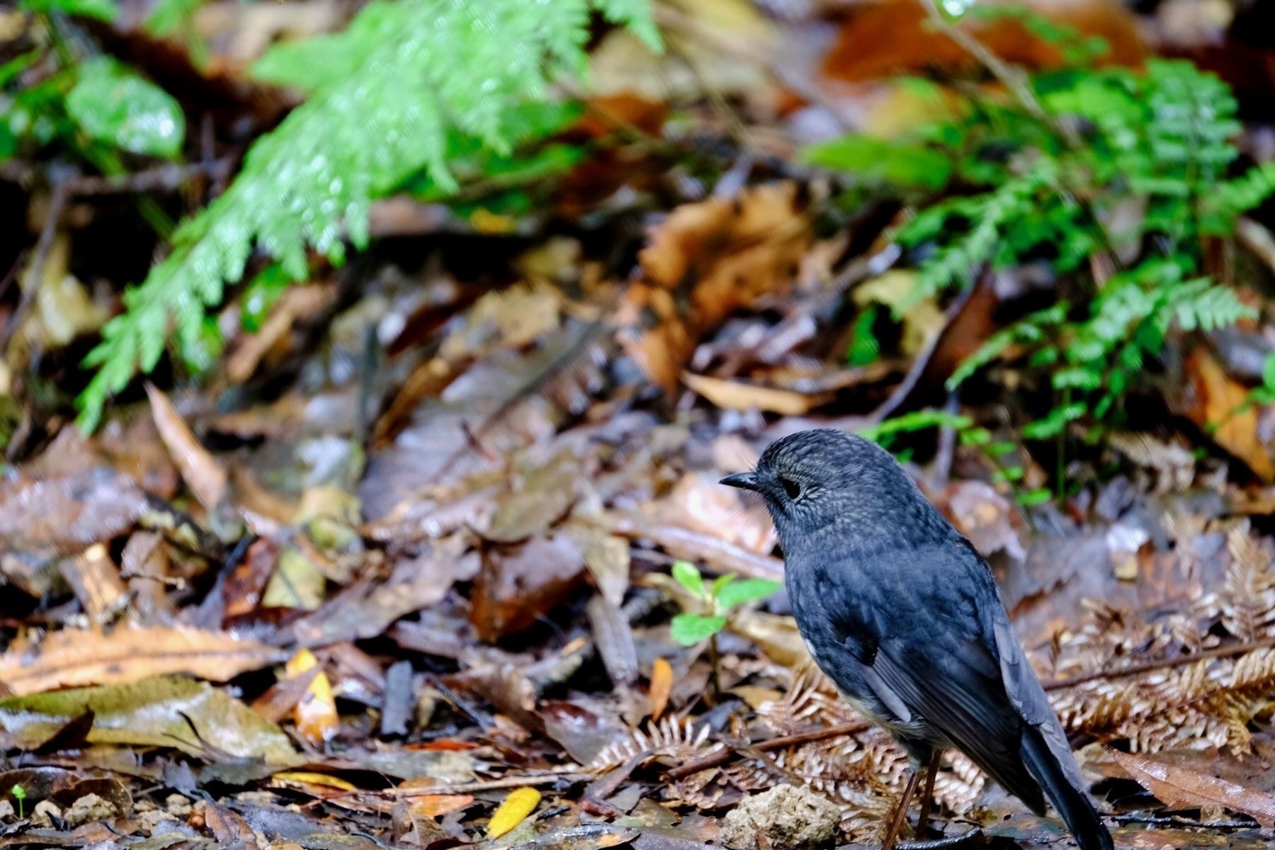 Small black bird on the forest floor. 