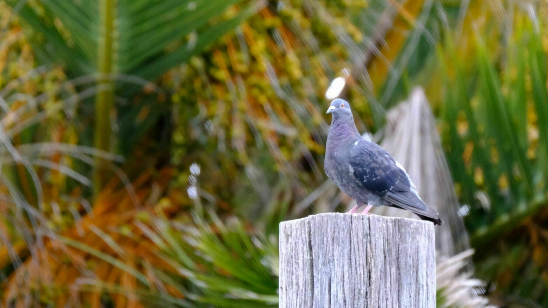 Rock Pigeon on a post. 