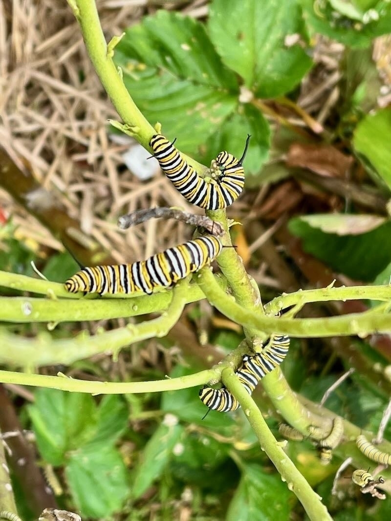 Monarch caterpillars on bare stalks. 