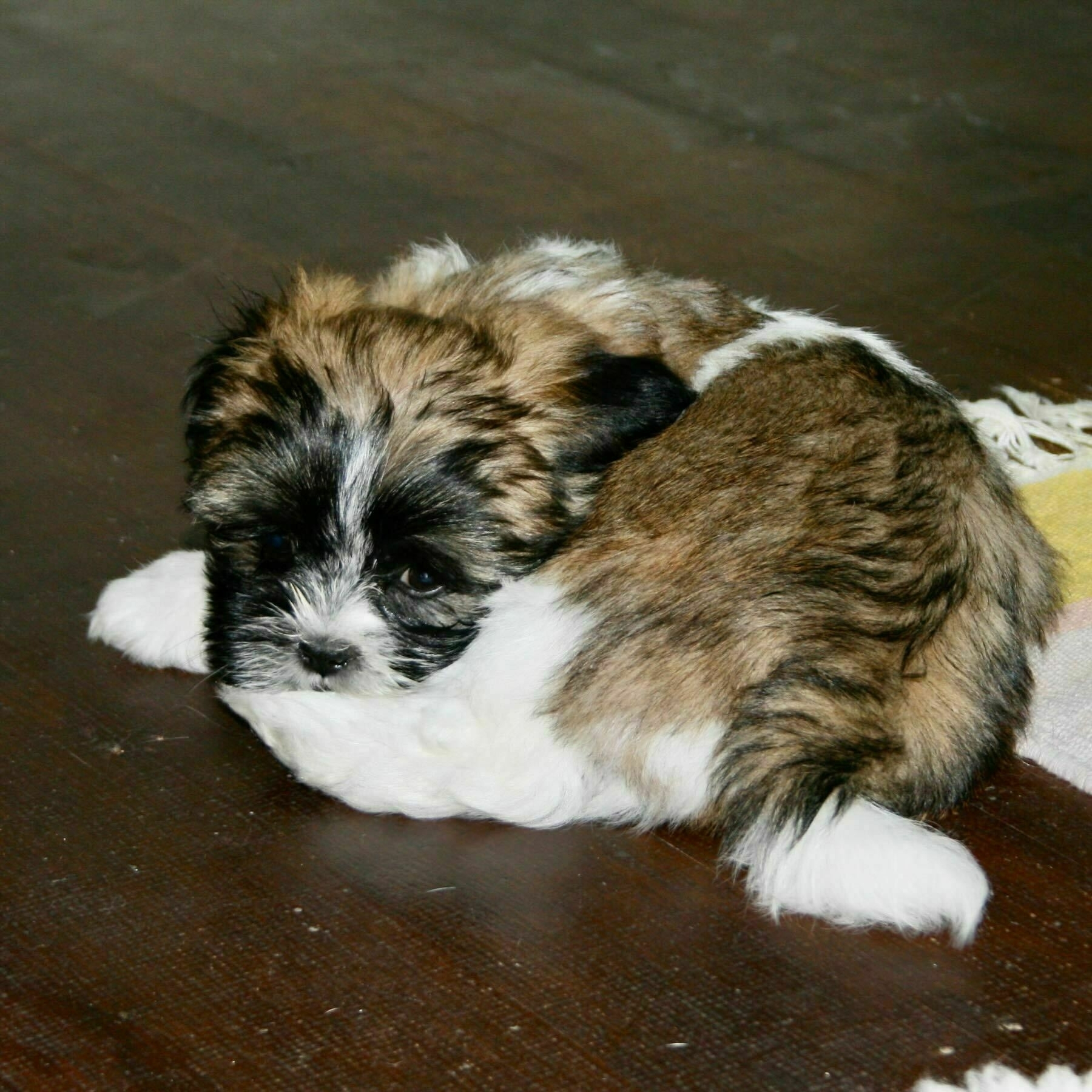 Oshi as puppy 16 February 2007. 