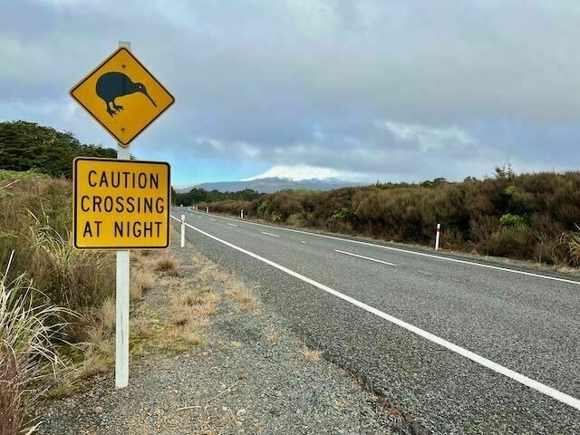 Caution road sign: Kiwi crossing at night. 