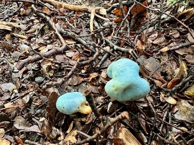 Almost spherical blue fungi on the ground on Silica Rapids walk. 