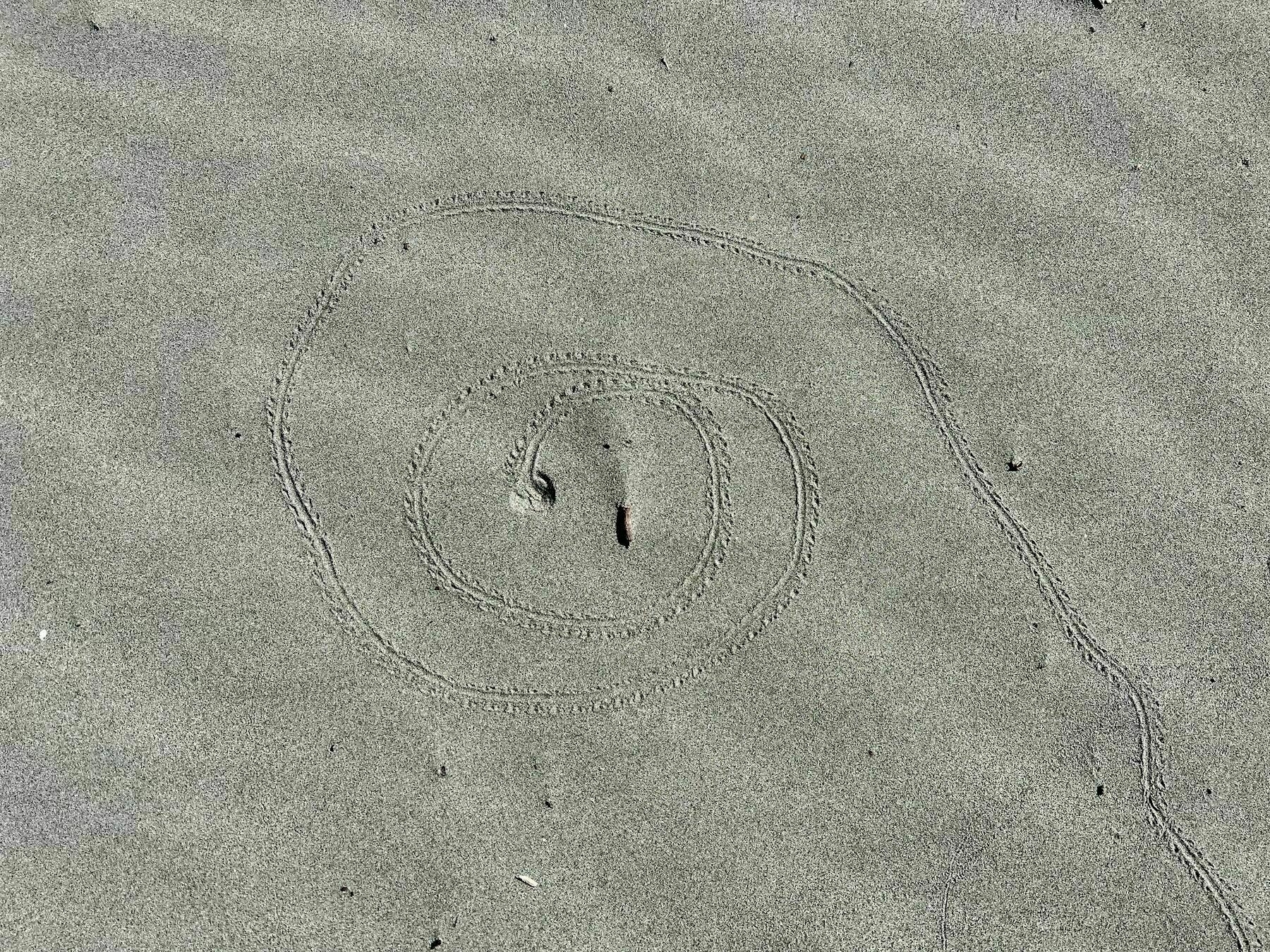 Spiral scarab track in the sand.  