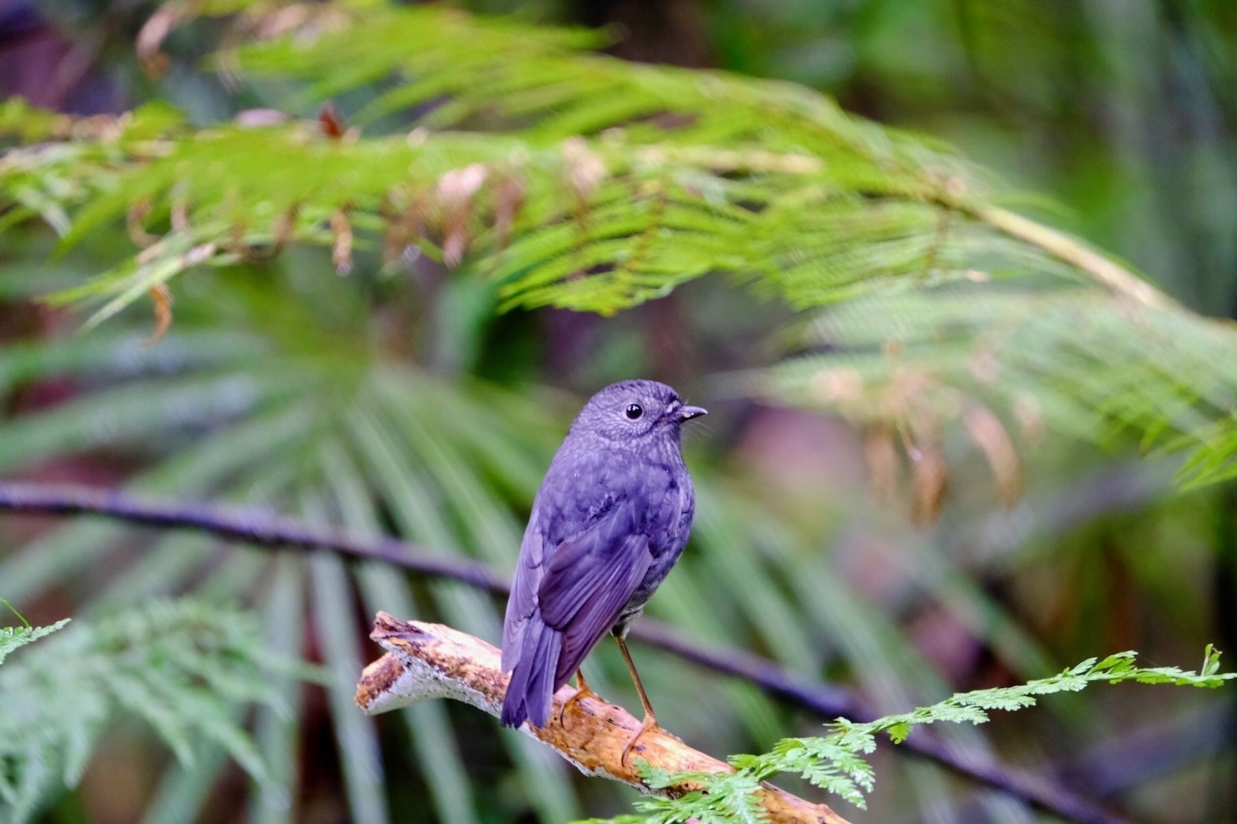 Small black bird on a branch with forest behind. 