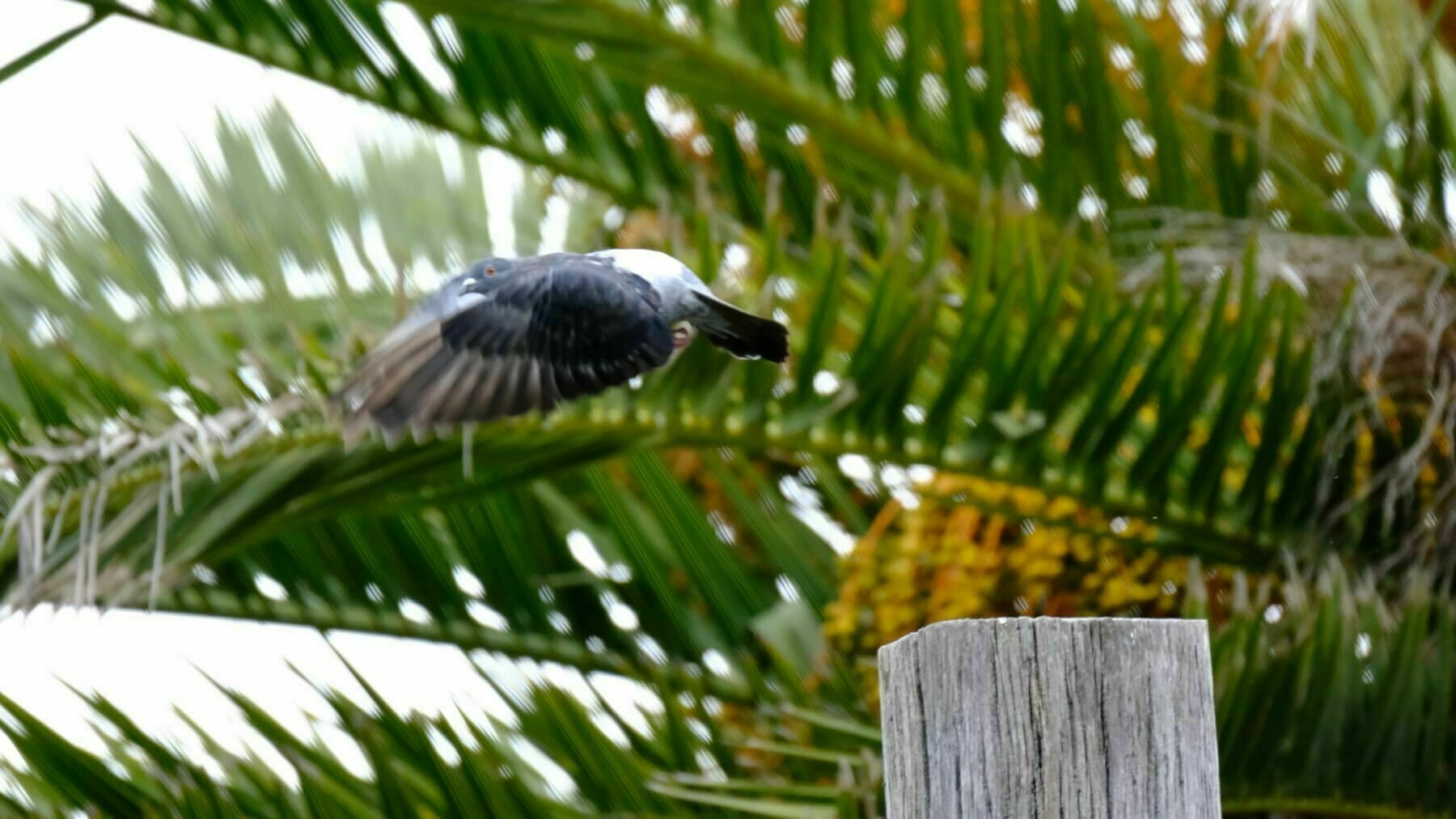 Rock Pigeon in flight. 
